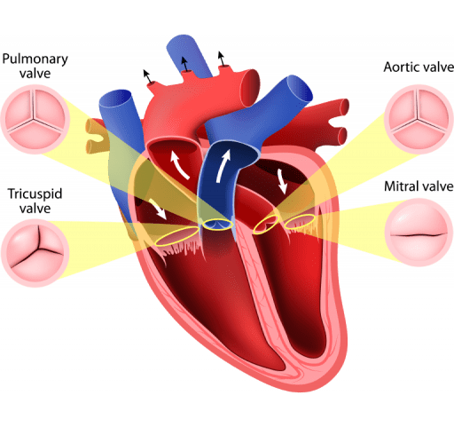 Heart Valve Disease • Croi Heart & Stroke Charity
